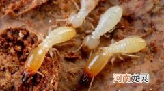 白蚁可以吃掉金属？