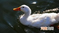 春江水暖为何“鸭先知”？