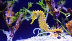 游得最慢的鱼是什么？