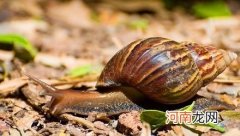 蜗牛有脚吗？