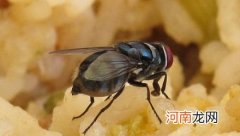 一只苍蝇携带的细菌有多少？