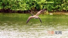 什么鸟有4个翅膀？