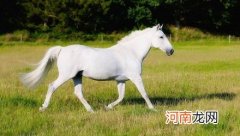 白马王子从前指的是什么？