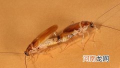 母蟑螂为什么要杀害与之交欢的公蟑螂？