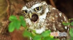 猫头鹰为什么会吐出毛球？