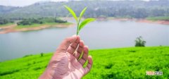 福鼎白茶水太深，初学者如何入门？