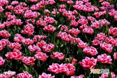 为什么南方植物的花比北方的更艳丽