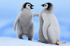 企鹅身上其实是有羽毛的