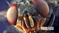 苍蝇为什么不会生病？