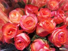 金玫瑰花 金玫瑰的花语是什么？