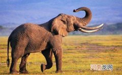 ?长鼻子的动物新奇古怪 长鼻子有出人意料的新奇功能