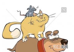 狗猫鼠故事情节概括及主旨 狗猫鼠的主要内容简单概括