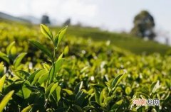 高山白茶与平地茶，到底有多大区别？