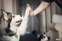 智商税or新风口？我花几百元，带绝症宠物看了回中医