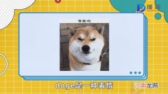 doge是什么意思