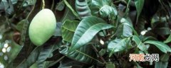 扁桃树和芒果树的区别优质