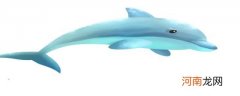 海豚属于什么类动物优质