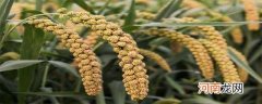 谷子是什么粮食优质