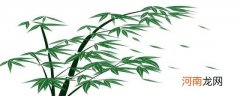 竹子是什么植物优质
