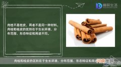 肉桂是桂皮吗