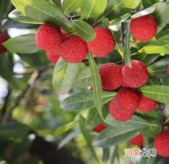 杨梅保存方法介绍 教你如何正确的保存好杨梅