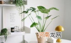 客厅养植物空气会变好吗优质