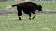 气冲斗牛拼音及造句 气冲斗牛的意思解释