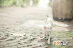 保持相片清晰摄影小技巧