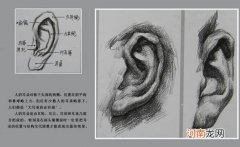 素描耳朵的形体结构与明暗关系