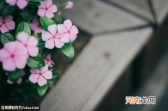 拍出别致花卉五个小技巧