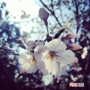 9个简单实用的手机摄影技巧