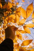 7个拍秋天树叶的思路