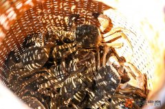 快手电商推“庆丰收 共富裕”活动 联动达人推广地方特色农业