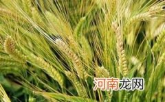 大麦的功效和作用优质