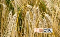 陈皮大麦泡水的用量优质