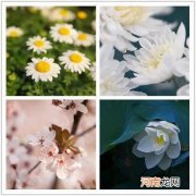 手机拍花卉的常见误区和正确拍摄方法