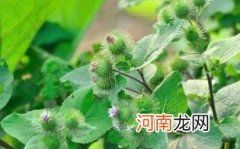 牛蒡茶和什么搭配降血脂优质