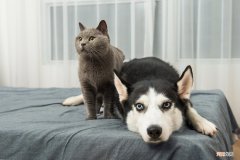 3000亿元宠物经济的背后乱象：猫的子宫、身体与生命，全都是钱