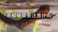 养蝾螈需要注意什么