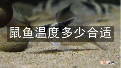鼠鱼温度多少合适