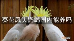 葵花凤头鹦鹉国内能养吗