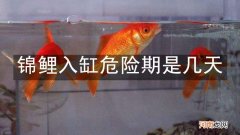 锦鲤入缸危险期是几天