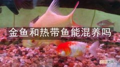 金鱼和热带鱼能混养吗