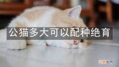 公猫多大可以配种绝育
