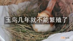 玉鸟几年就不能繁殖了