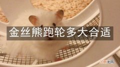 金丝熊跑轮多大合适