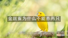 金丝雀为什么不能养两只