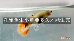 孔雀鱼生小鱼要多久才能生完