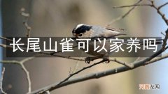 长尾山雀可以家养吗