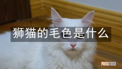 狮猫的毛色是什么